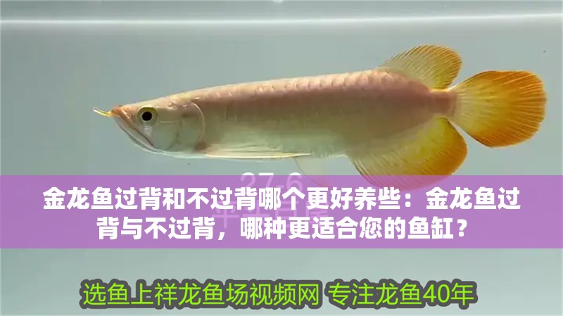 金龍魚過背和不過背哪個更好養(yǎng)些：金龍魚過背與不過背，哪種更適合您的魚缸？
