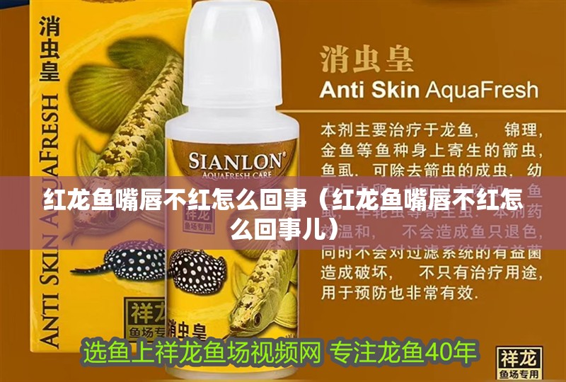 紅龍魚嘴唇不紅怎么回事（紅龍魚嘴唇不紅怎么回事兒）