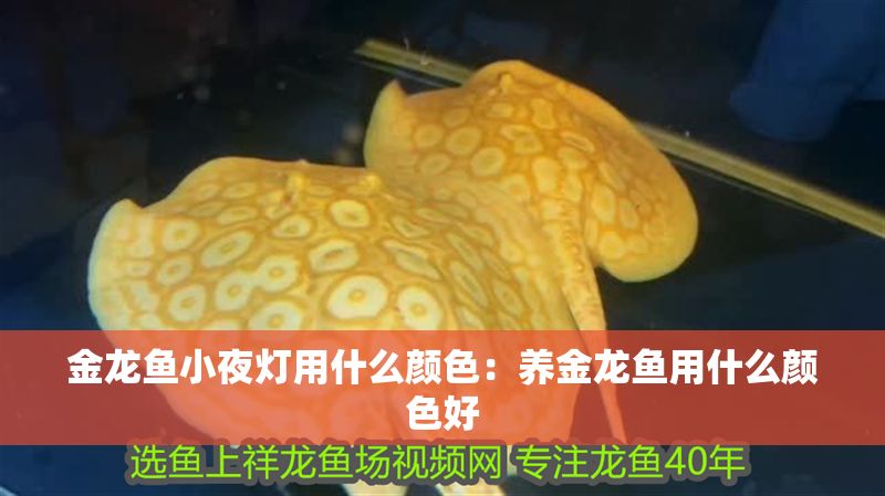 金龍魚小夜燈用什么顏色：養金龍魚用什么顏色好