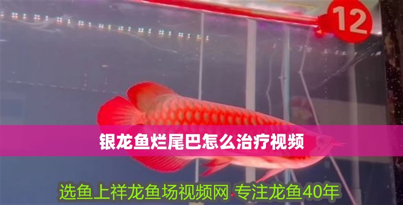 銀龍魚爛尾巴怎么治療視頻