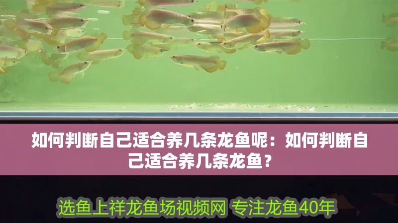 如何判斷自己適合養(yǎng)幾條龍魚呢：如何判斷自己適合養(yǎng)幾條龍魚？