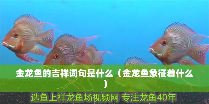 金龍魚的吉祥詞句是什么（金龍魚象征著什么）