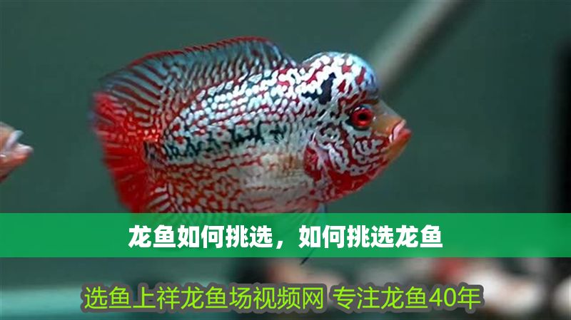 龍魚如何挑選，如何挑選龍魚