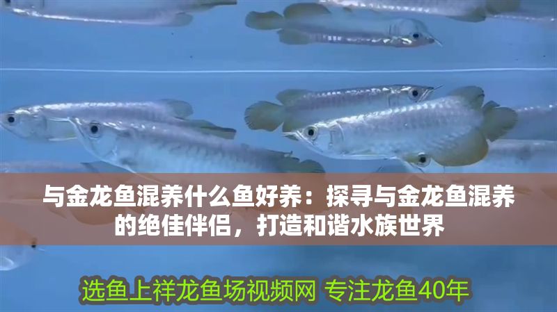 與金龍魚混養什么魚好養：探尋與金龍魚混養的絕佳伴侶，打造和諧水族世界