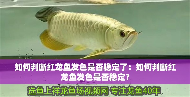 如何判斷紅龍魚發色是否穩定了：如何判斷紅龍魚發色是否穩定？