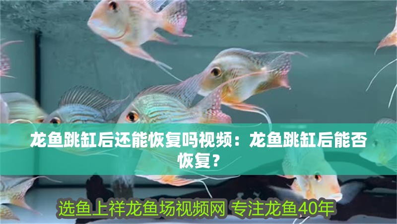 龍魚跳缸后還能恢復嗎視頻：龍魚跳缸后能否恢復？