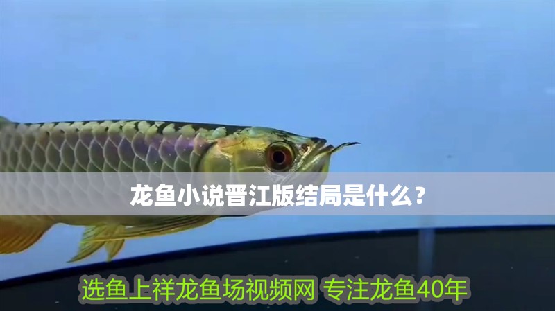 龍魚小說晉江版結局是什么？