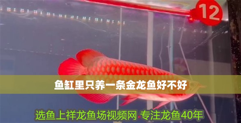 魚缸里只養(yǎng)一條金龍魚好不好