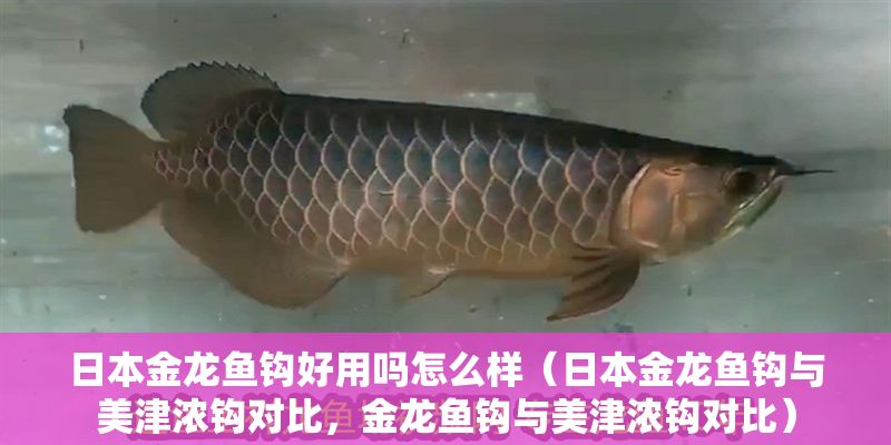 日本金龍魚鉤好用嗎怎么樣（日本金龍魚鉤與美津濃鉤對比，金龍魚鉤與美津濃鉤對比）