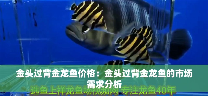 金頭過背金龍魚價格：金頭過背金龍魚的市場需求分析