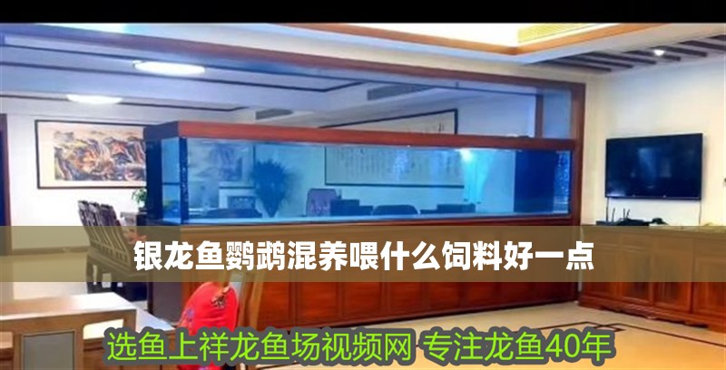 銀龍魚(yú)鸚鵡混養(yǎng)喂什么飼料好一點(diǎn)