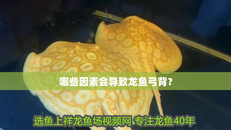 哪些因素會導致龍魚弓背？