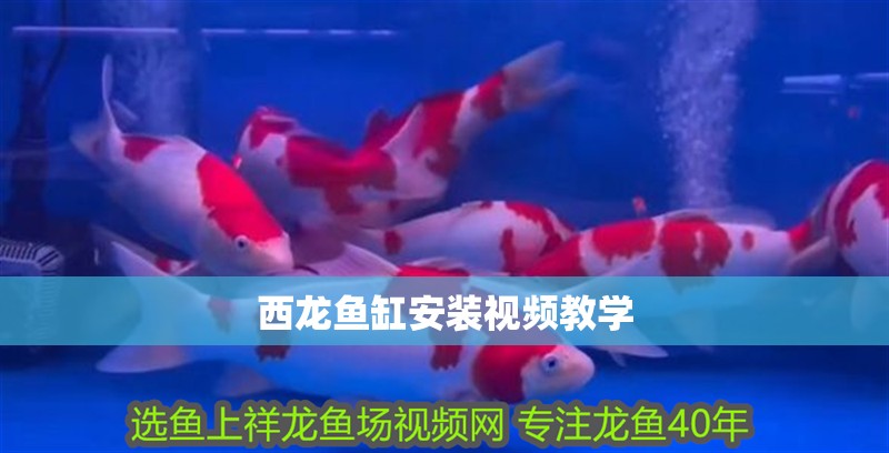 西龍魚缸安裝視頻教學