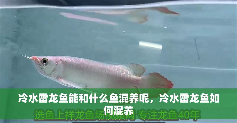 冷水雷龍魚能和什么魚混養呢，冷水雷龍魚如何混養