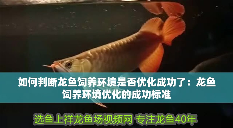 如何判斷龍魚飼養(yǎng)環(huán)境是否優(yōu)化成功了：龍魚飼養(yǎng)環(huán)境優(yōu)化的成功標(biāo)準(zhǔn)