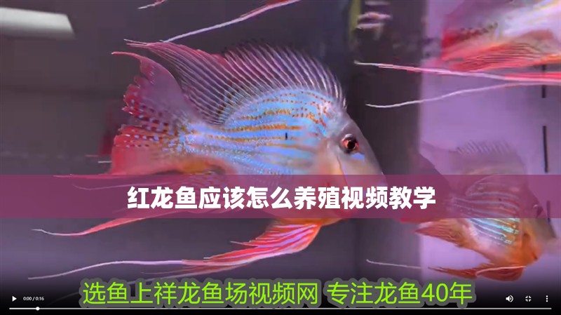 紅龍魚應(yīng)該怎么養(yǎng)殖視頻教學