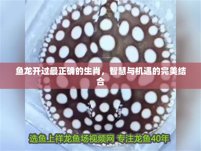 魚龍開過最正確的生肖，智慧與機遇的完美結合