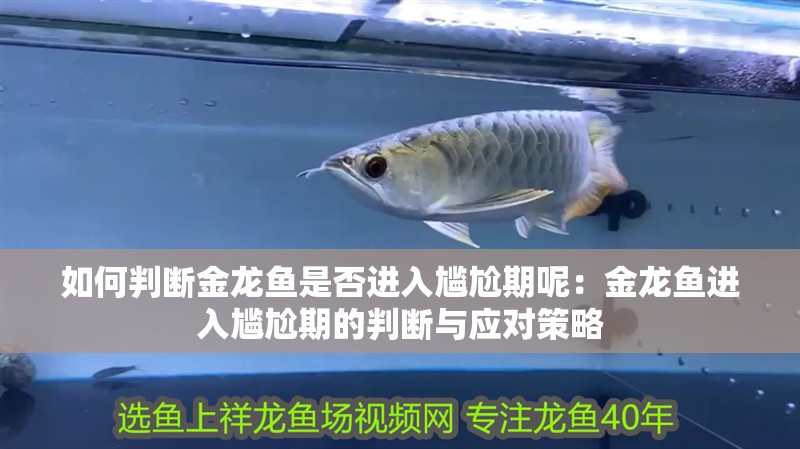 如何判斷金龍魚是否進入尷尬期呢：金龍魚進入尷尬期的判斷與應對策略