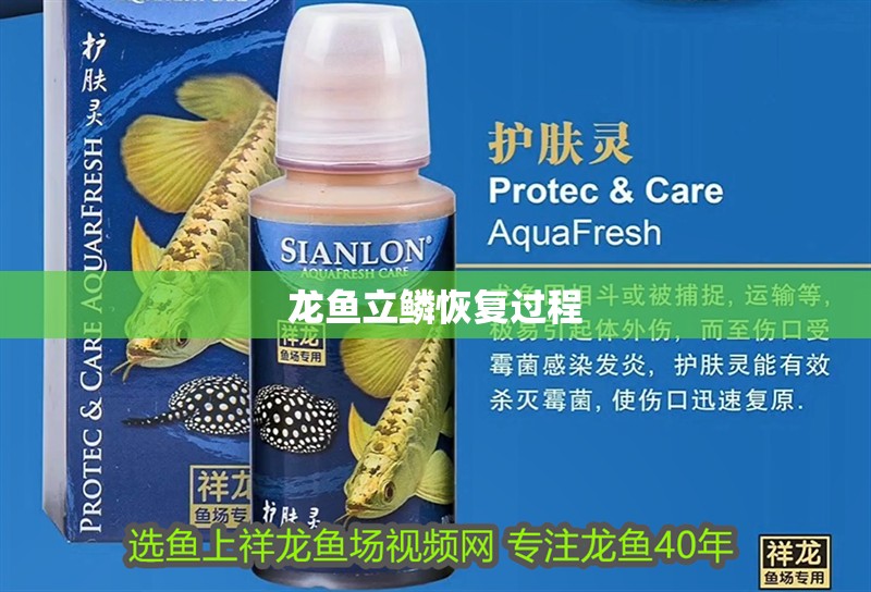 龍魚立鱗恢復過程