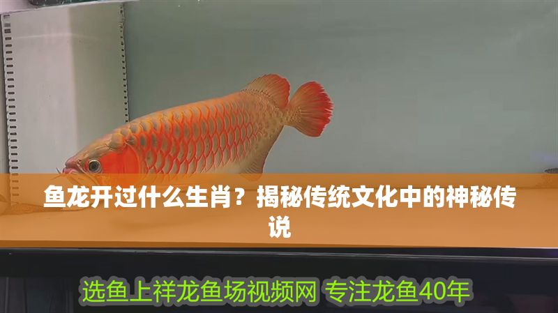 魚龍開過什么生肖？揭秘傳統(tǒng)文化中的神秘傳說 魚龍開過什么生肖？揭秘傳統(tǒng)文化中的神秘傳說 龍魚百科 第1張