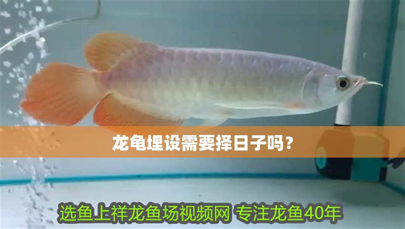 龍龜埋設需要擇日子嗎？