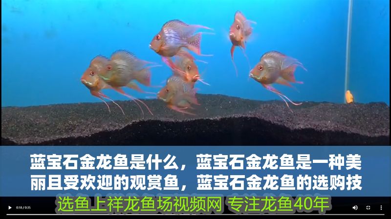 藍寶石金龍魚是什么,藍寶石金龍魚是一種美麗且受歡迎的觀賞魚,藍寶石金龍魚的選購技巧 龍魚百科 第2張 藍寶石金龍魚是什么,藍寶石金龍魚是一種美麗且受歡迎的觀賞魚,藍寶石金龍魚的選購技巧 藍寶石金龍魚是什么,藍寶石金龍魚是一種美麗且受歡迎的觀賞魚,藍寶石金龍魚的選購技巧 龍魚百科 第2張