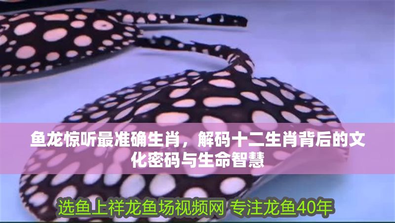魚龍驚聽最準(zhǔn)確生肖，解碼十二生肖背后的文化密碼與生命智慧
