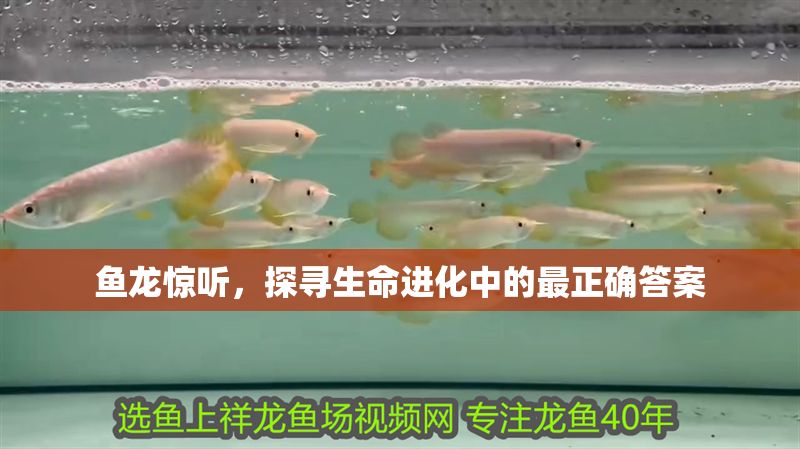 魚龍驚聽，探尋生命進化中的最正確答案