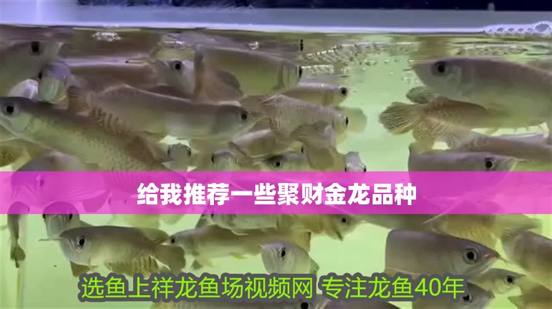 給我推薦一些聚財(cái)金龍品種