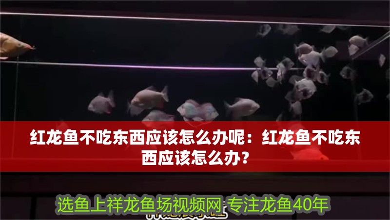 紅龍魚(yú)不吃東西應(yīng)該怎么辦呢：紅龍魚(yú)不吃東西應(yīng)該怎么辦？