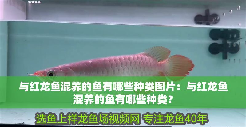 與紅龍魚混養的魚有哪些種類圖片：與紅龍魚混養的魚有哪些種類？