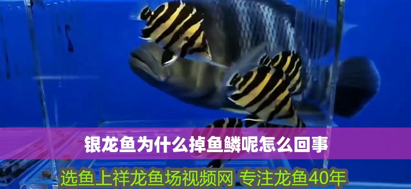 銀龍魚為什么掉魚鱗呢怎么回事