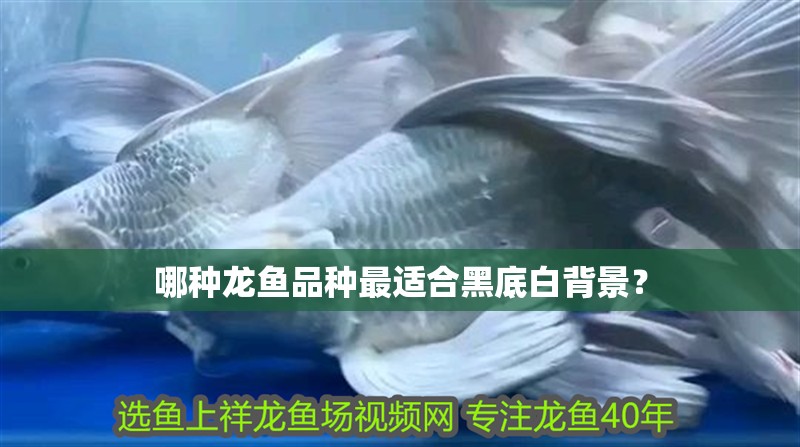 哪種龍魚品種最適合黑底白背景？