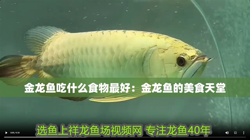 金龍魚吃什么食物最好：金龍魚的美食天堂