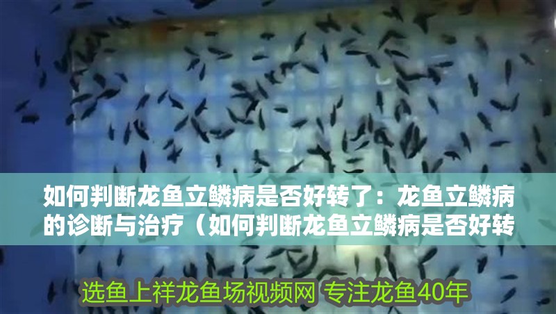 如何判斷龍魚立鱗病是否好轉了：龍魚立鱗病的診斷與治療（如何判斷龍魚立鱗病是否好轉）