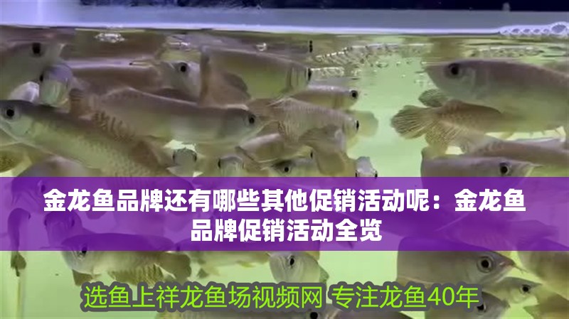 金龍魚品牌還有哪些其他促銷活動(dòng)呢：金龍魚品牌促銷活動(dòng)全覽