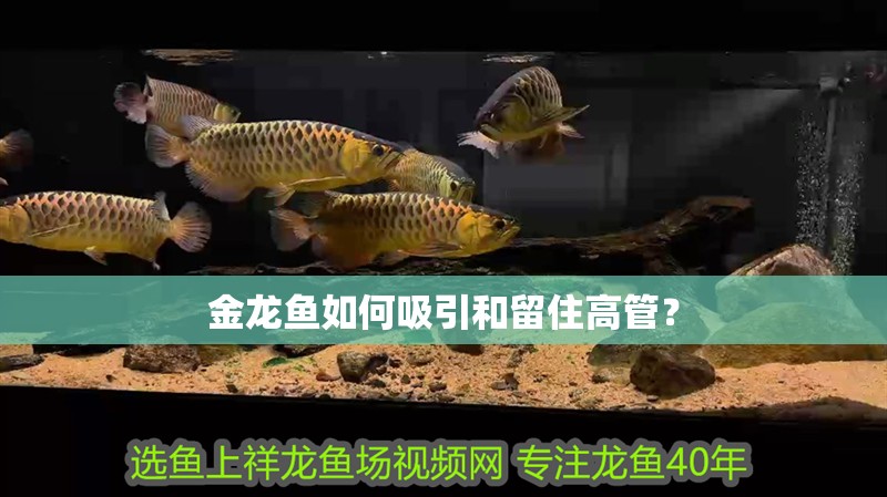 金龍魚如何吸引和留住高管？