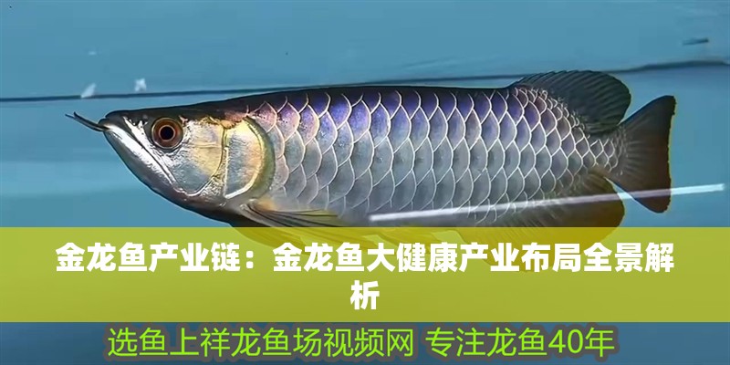 金龍魚產業鏈：金龍魚大健康產業布局全景解析