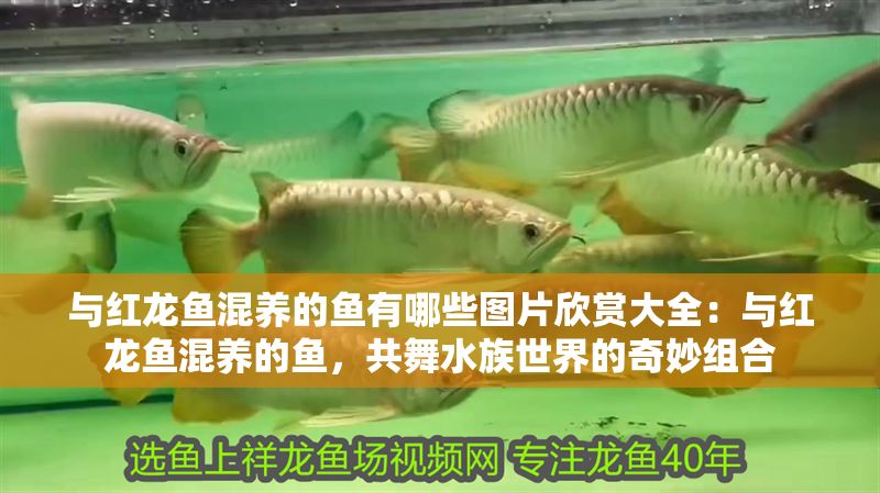 與紅龍魚混養的魚有哪些圖片欣賞大全：與紅龍魚混養的魚，共舞水族世界的奇妙組合