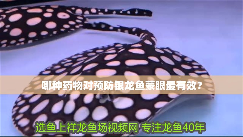 哪種藥物對預(yù)防銀龍魚蒙眼最有效？