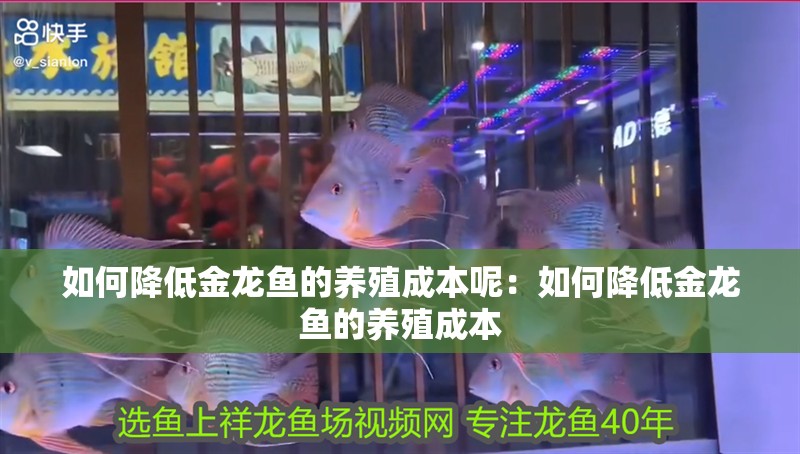 如何降低金龍魚的養殖成本呢：如何降低金龍魚的養殖成本