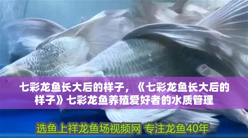 七彩龍魚長大后的樣子，《七彩龍魚長大后的樣子》七彩龍魚養(yǎng)殖愛好者的水質(zhì)管理 七彩龍魚長大后的樣子，《七彩龍魚長大后的樣子》七彩龍魚養(yǎng)殖愛好者的水質(zhì)管理 龍魚論壇