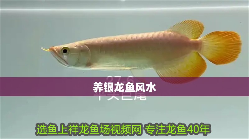 養(yǎng)銀龍魚風(fēng)水