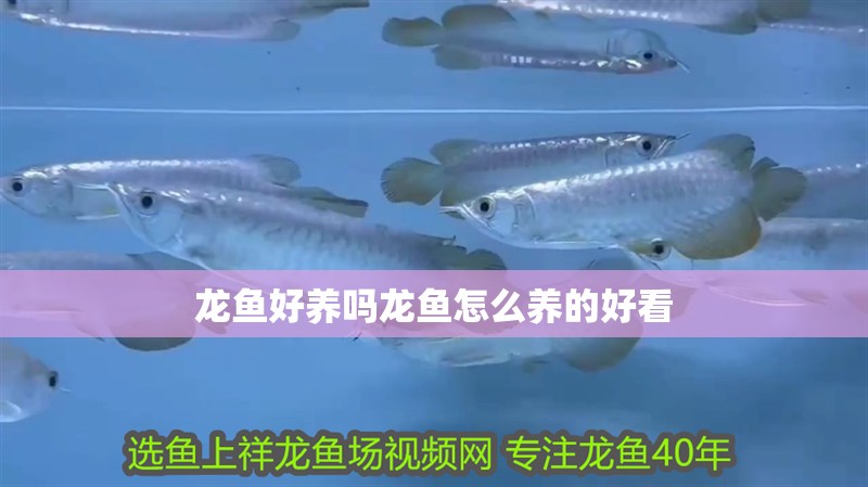 龍魚好養嗎龍魚怎么養的好看