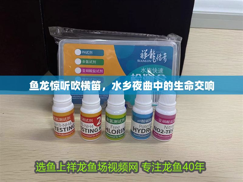 魚龍驚聽吹橫笛，水鄉夜曲中的生命交響 魚龍驚聽吹橫笛，水鄉夜曲中的生命交響 龍魚百科 第1張