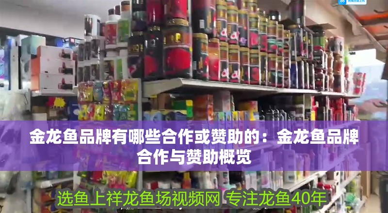 金龍魚品牌有哪些合作或贊助的：金龍魚品牌合作與贊助概覽