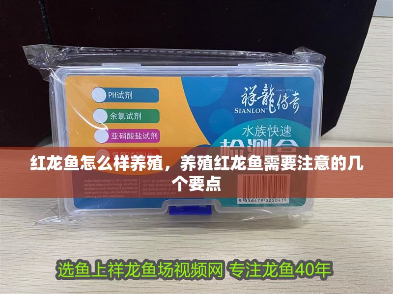 紅龍魚怎么樣養殖，養殖紅龍魚需要注意的幾個要點