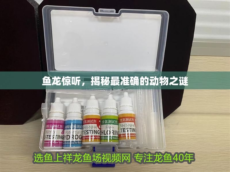 魚龍驚聽，揭秘最準確的動物之謎