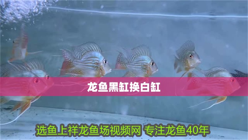 龍魚黑缸換白缸