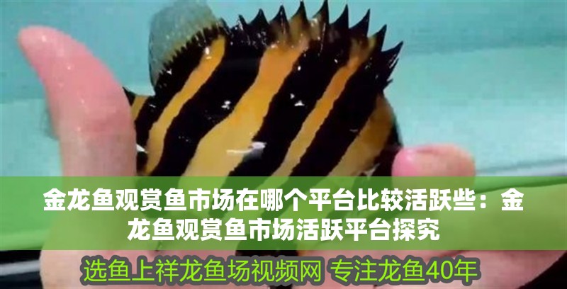 金龍魚觀賞魚市場在哪個平臺比較活躍些：金龍魚觀賞魚市場活躍平臺探究